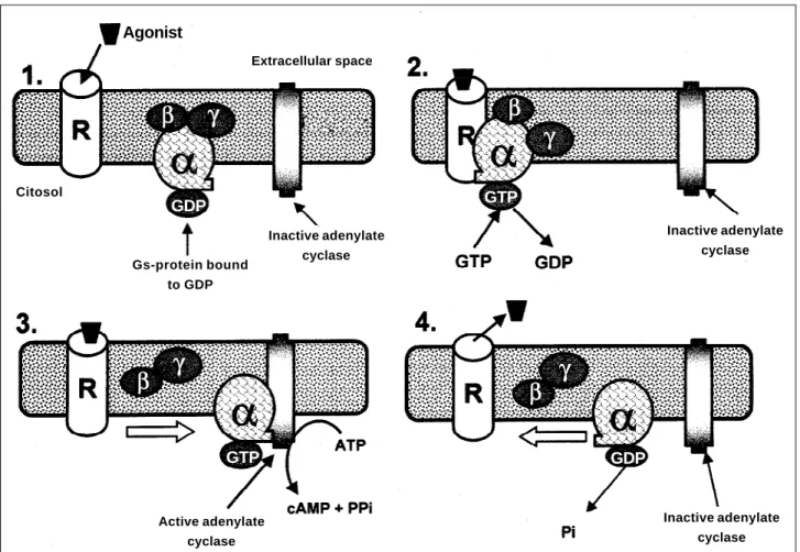 Fig. 1 – Recognition and signal transduction related to adenylate cyclase system by coupling between receptor and Gs-protein