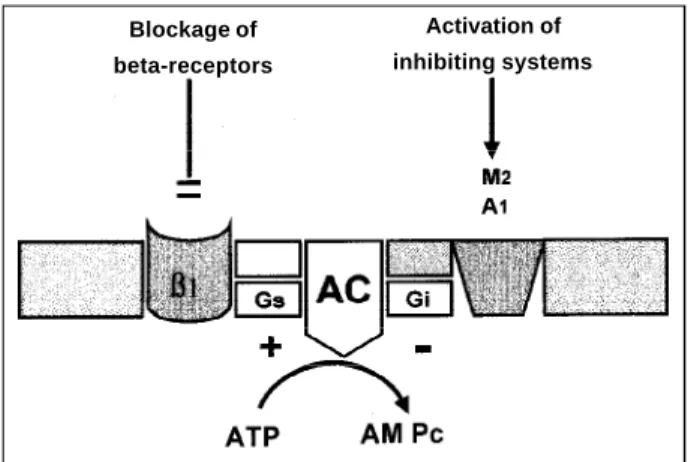 Fig. 2 - Simplified sketch of adenylate cyclase system including stimulating and inhibiting receptor systems