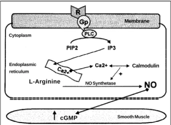 Fig. 4 - Nitric oxide release pathway. R - receptor; Gp - G-protein; PLC - phospholipase C; PIP2 - inositol diphosphate; IP3 - inositol triphosphate; NO - nitric oxide.