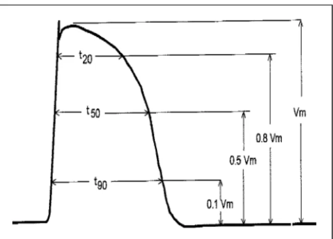 Table I - Data resulting from the analysis of monophasic potentials. File: MAP P(n o ) RR(ms) dV/dt(V/s) T90(ms) T 50 (ms) T 20 (ms) 1 283,0 5,44 167,0 132,8 94,80 2 305,4 5,56 164,6 132,2 89,80 3 307,2 5,56 164,6 130,8 92,80 4 289,0 5,69 164,8 132,6 95,00