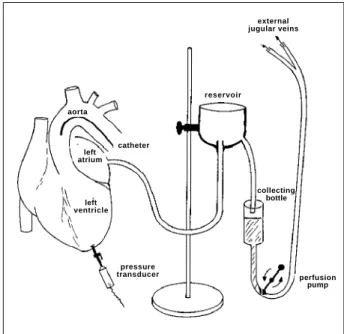 Fig. 1 – Schematic representation of the perfusion circuit used in the experiment.
