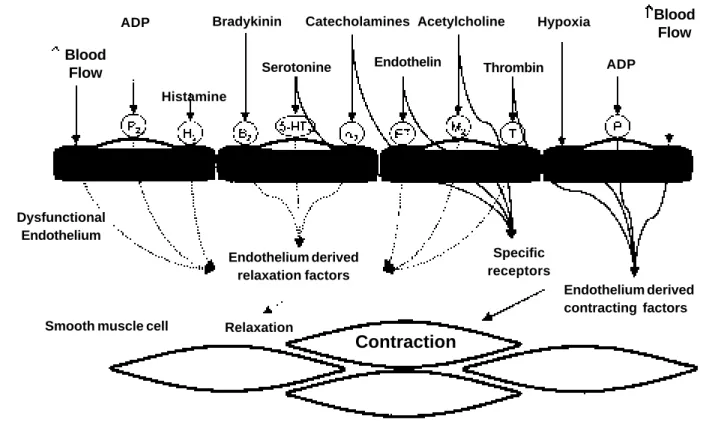 Fig. 2 – Diagram describing the actions of various effectors on dysfunctional endothelium