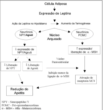 Fig. 1 – Vias de sinalização da leptina e ações sobre o apetite e gasto energético.