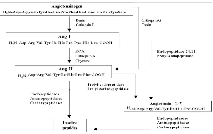 Fig. 1 – Angiotensin-converting-enzyme(ACE)-dependent and -independent pathways in the generation of angiotensin II