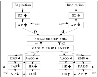 Fig. 3 - Representative scheme of the effect of respiratory phases of inspiration and expiration on the control of heart rate mediated by pressoreceptors