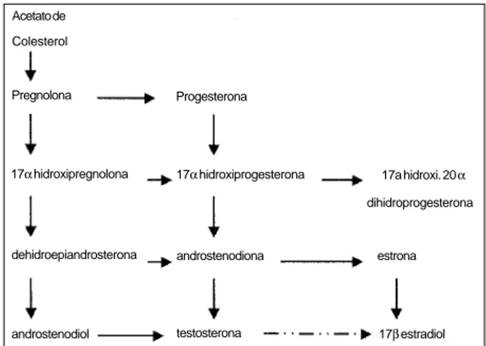 Fig. 1 – Biosíntese de testosterona. A testosterona é sintetizada a partir do colesterol por uma seqüência de cadeias enzimáticas dentro das células de Leydig, localizadas no interstício do testículo maduro.