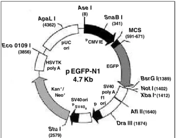 Fig. 1 – Sketch representing the pREGFP plasmid vector used during the injection procedure in the canine myocardium.