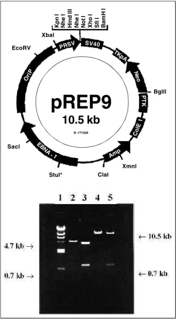 Fig. 4 – Photograph of the agarose gel for confirming subcloning of the EGFP gene in the pREP9 expression vector