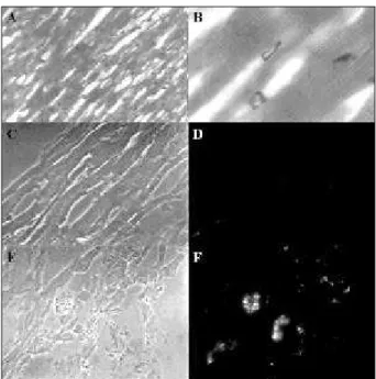 Fig. 5 - Photographs of phase-contrast microscopy (A and B) and fluorescence microscopy (C and D) of different cell sections of canine myocardium at a 1000x magnification