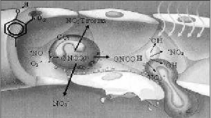 Fig. 1 - Generation of peroxynitrite in the vascular compartment and its decomposi- decomposi-tion into other oxidizing species