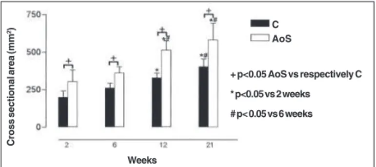 Fig. 3 - Myocardial concentration of hydroxyproline (HOP) of the control groups (C) and supravalvular aortic stenosis (AoS) after 2, 6, 12, and 21 weeks of follow-up.