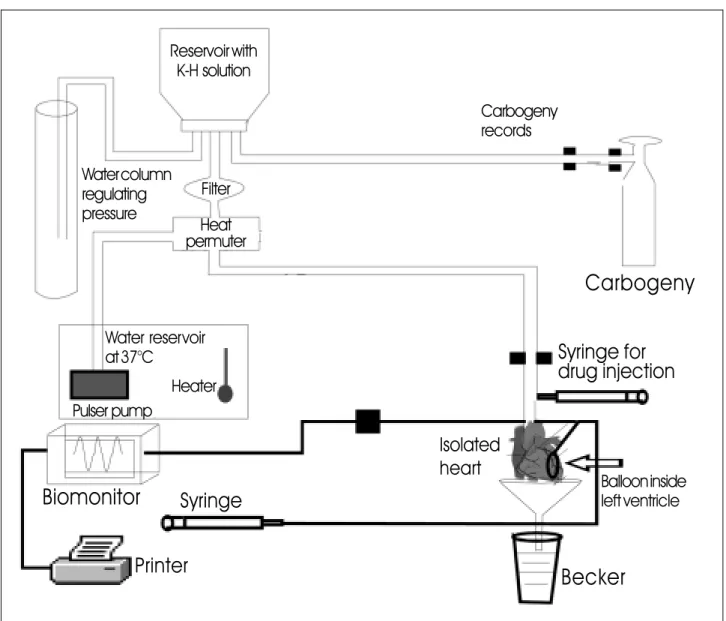 Fig. 1 - Diagram of the isolated heart preparation used in the Langendorff @ method.