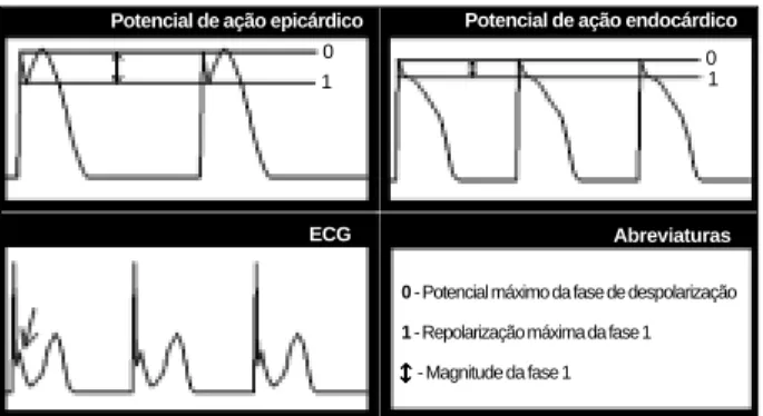 Fig. 1 - Diferenças eletrofisiológicas regionais do potencial de ação entre o epicárdio e endocárdio