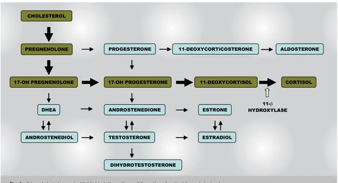 Fig. 4 - Adrenal steriodogenesis. Highlighted, the pathway of formation of cortisol from cholesterolCONGENITAL ADRENAL HYPERPLASIA DUE TO 11-BETA-HYDROXYLASE DEFICIENCY