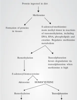 Fig. 1 - Schematized metabolic cycle of homocysteine.