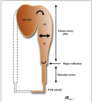 Fig. 1 – Pulse pressure (PP) arises from the interaction between  stroke volume (SV) and the characteristics of the arterial circulation  that determine distensibility (D) and wave refl ection