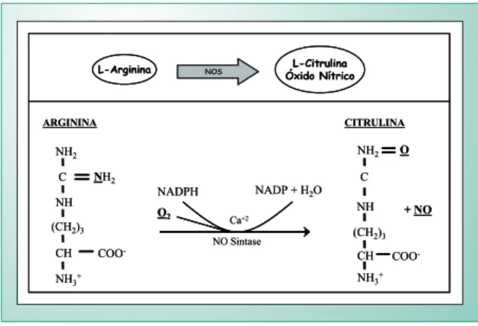 Fig. 1 - Esquema ilustrativo da formação do óxido nítrico a partir o  metabolismo da Arginina pela ativação da enzima Óxido Nítrico Sintase  (adaptado de LEHNINGER, 2002).NH2NH2CNH(CH2)3CHCOO-NH3+NADPHO2 NADP + H 2 O NH 2 OCNH(CH2)3CH COO -NH3+ARGININACITR