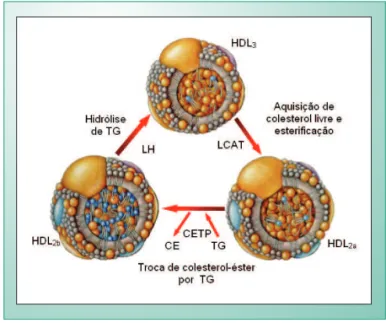 Fig. 2 - Formação de HDL: participação da apolipoproteína A-I3.