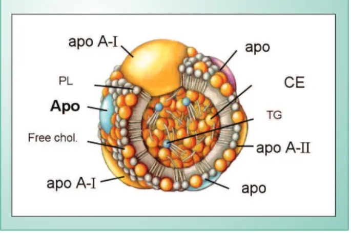 Fig. 1 - Composition of high-density lipoprotein (HDL). Apo = apoprotein; 