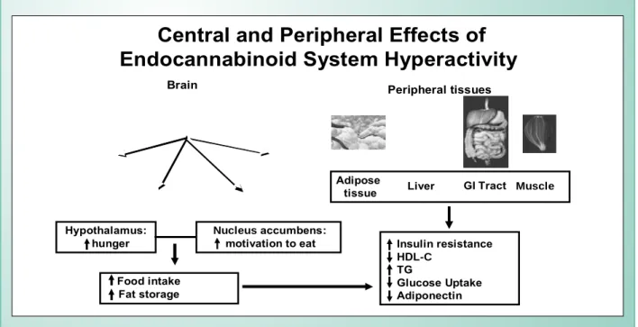 Fig. 4 - Repercussions of endocannabinoid system hyperactivity at central sites responsible for hunger and motivation for food, as well as in peripheral tissues
