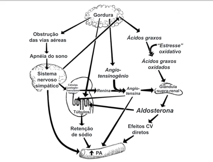 Fig. 4 - Mecanismos prováveis e comprovados relacionando obesidade, hipertensão e apnéia obstrutiva do sono