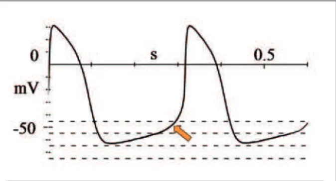 Fig.  1  -  Action  potential  of  the  sinoatrial  node  cells.  Depolarizing  current  depends  basically  on  calcium  influx