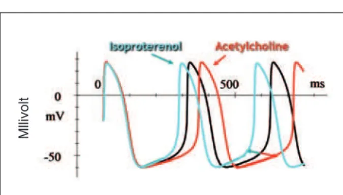 Fig.  3  - Preparation  of  rabbit  sinoatrial  cells.  The  white  line  refers  to  the  membrane action potential