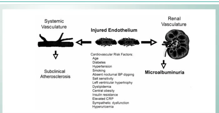 Fig. 2 - Relationship to observed microalbuminuria and vascular disease.