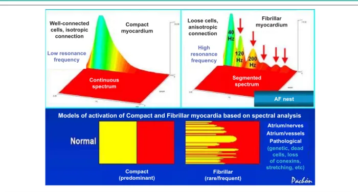 Fig. 1 - The compact myocardium presents a continuous spectrum (left), whereas the fibrillar myocardium presents a typically segmented spectrum