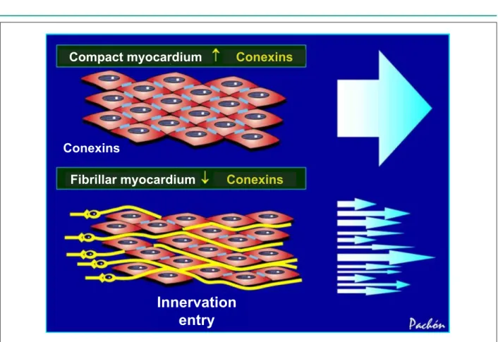 Fig. 6 - Based on the spectral characteristics, the location and association with nerves, veins and myocardial stretching, the differences between the compact and  fibrillar myocardia seem to be closely related with the amount of intercellular connections