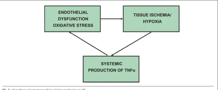Fig. 2 - Hypothesis of extramyocardial cytokine production in HF.