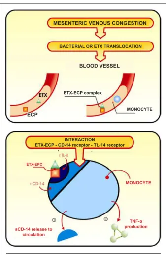 Fig. 3 - Cellular (A) and subcellular (B) mechanisms related to the immune- immune-inflammatory activation by serum ETX in HF