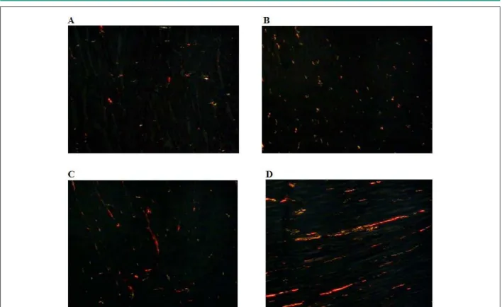 Fig. 2 - Typical histological section for each study group, showing the Picro-sirius stained cardiac fibrosis through a polarized filter connected to a standard light microscope