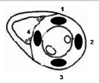 Fig. 1 - Echocardiographic view of heart short axis at papillary muscles level. 