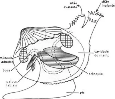 Figura 1 - Representação esquemática da anatomia de um bivalve (Fonte: Só biologia,  2018) 