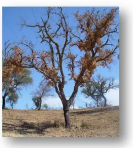 Figura  5  –  Árvore  afectada  pela  morte súbita (Moreira, 2014)  1.4 Biologia e ecologia de  Phytophthora cinnamomi   