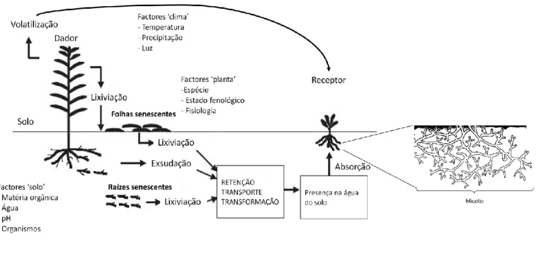 Figura 9 – Formas de libertação de aleloquímicos 