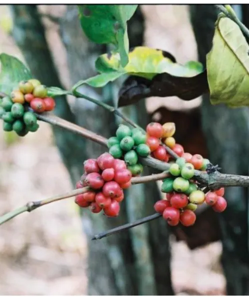 Figura 8 - Coffea canephora (7) 