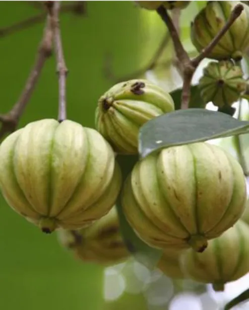 Figura 10 - Garcinia cambogia (7) 