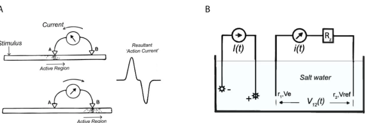 Figure 2.4 Circuits to measure potential differences caused by flow of ions. (a) A simple circuit to detect potential  changes  in  nerves  using  a  galvanometer