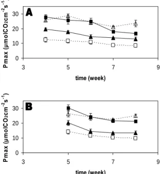 Fig. 2. Light saturated rate of photosynthesis (P max ) as a function of time after planting in  chrysanthemum ‘Reagan Elite White’ (A) and ‘FeelingGreen’ (B)
