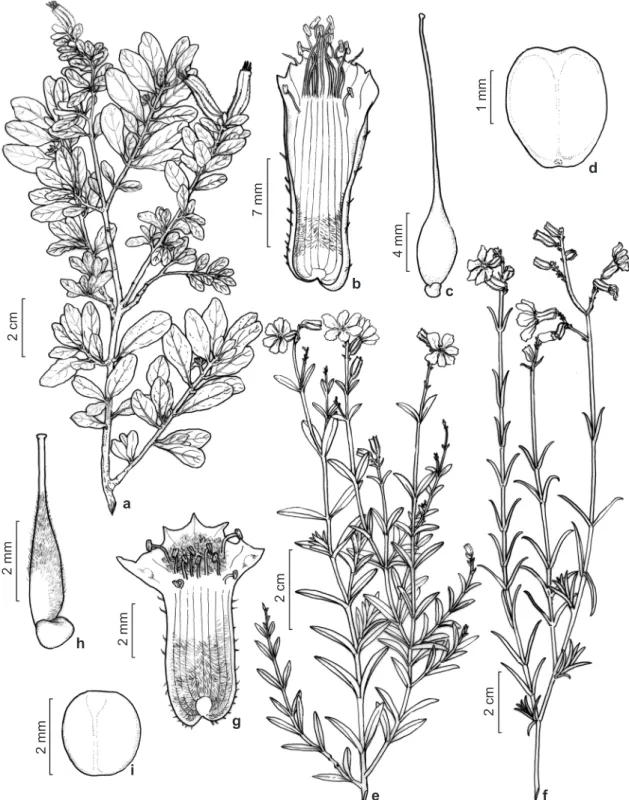 Figura 1 – a-d. Cuphea annulata – a. ramo com flores; b. flor em corte longitudinal-dorsal, pétalas e pistilo retirados; 