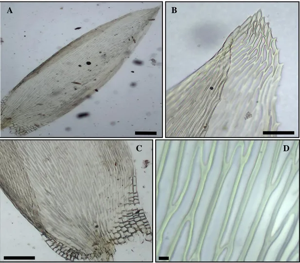 Figura 8: Entodon beyrichii. A: Filídio. B: Ápice do filídio. C: Base e células alares do  filídio