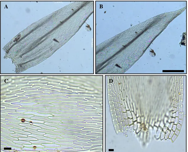 Figura 9: Entodon jamesonii. A: Parte inferior do filídio. B: Parte superior do filídio