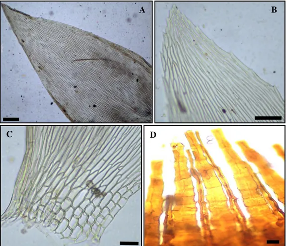 Figura 10: Entodon macropodus. A: Filídio. B: Ápice do filídio. C: Base e células alares  do filídio