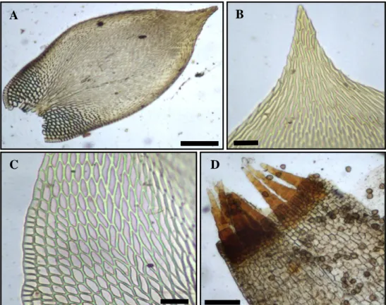 Figura  11: Erythrodontium  squarrosum.  A:  Filídio.  B:  Ápice  do  filídio.  C:  Células  da  margem da região inferior/mediana do filídio