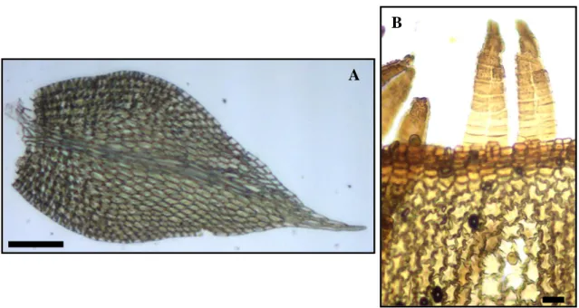 Figura 14: Fabronia ciliaris var. polycarpa. A: Detalhe da forma do filídio. B: Peristô- Peristô-mio e células do exotécio (Soares et al
