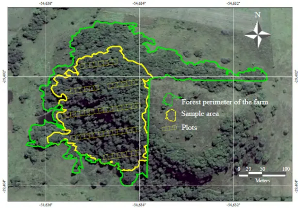 Figure 1. Representation of the sample plots in the forest, in Jaguari, RS, Brazil.