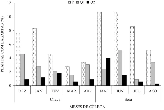 Figura 3: Distribuição das percentagens relativas de indivíduos de B. coccolobifolia  com lagartas em relação ao total de lagartas coletadas nas três áreas, entre dezembro de  2005 a agosto de 2006, RECOR, DF (P: área preservada; QI: queimada I; QII: 