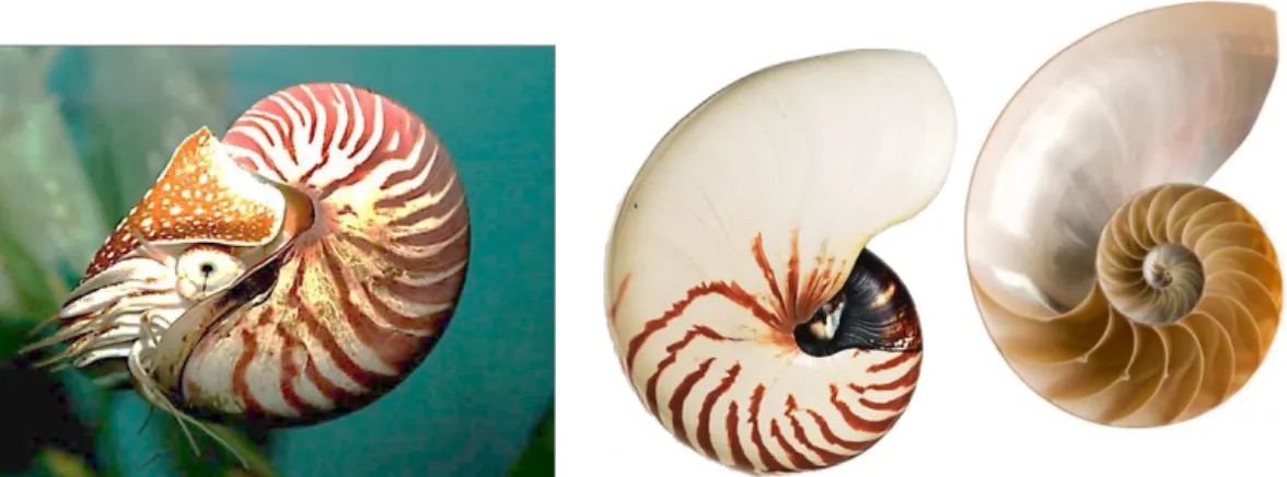 Figura 21. Da esquerda para a direita: náutilos no seu habitat 528 ; exterior da concha do náutilos 529 ; interior da concha  do náutilos 530 , n.i